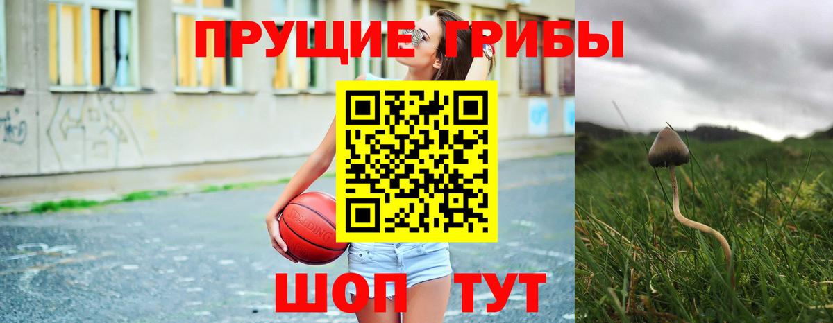 Галлюциногенные грибы Psilocybe Бердск